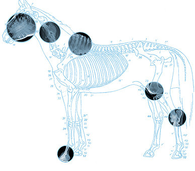 Pferd Röntgenaufnahmen